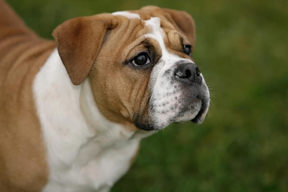 Continental Bulldog Rasseportr t Gr e Wesen Charakter