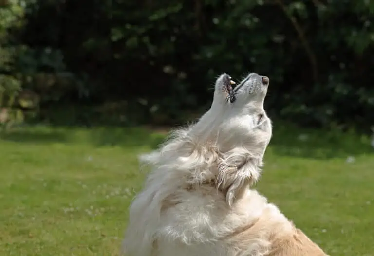 hund heult wie ein wolf