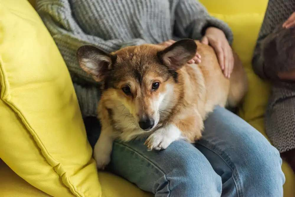 hund von privat übernehmen