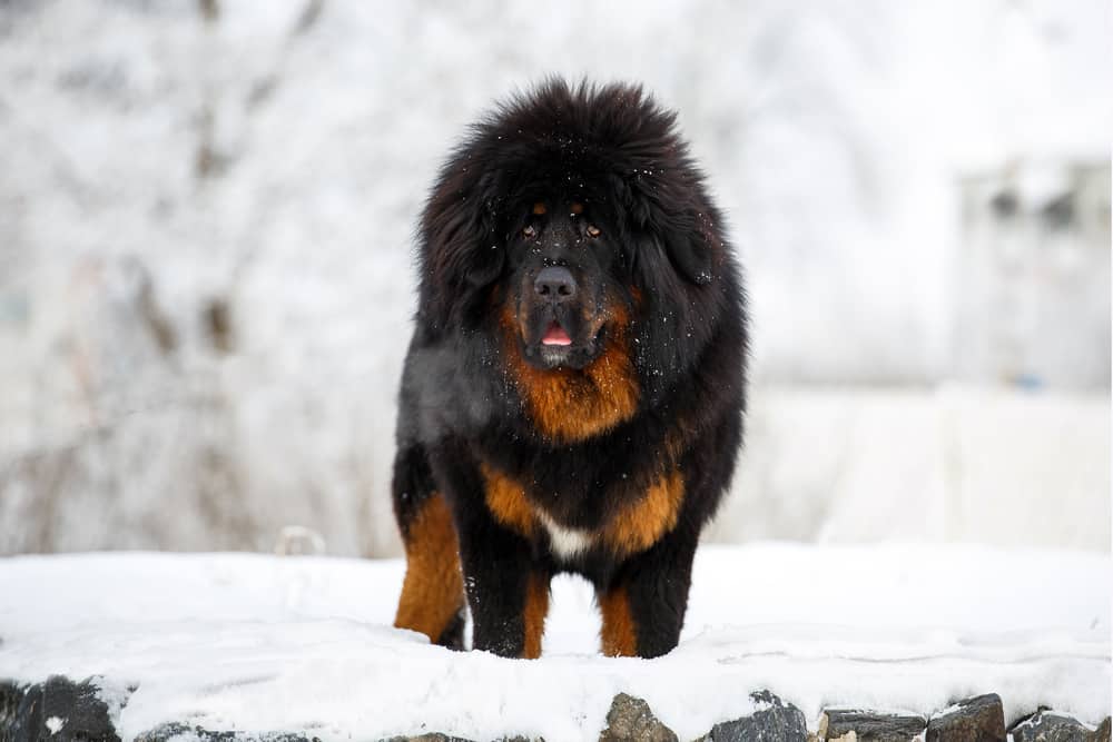 tibetan mastiff schwarz braun steht im schnee