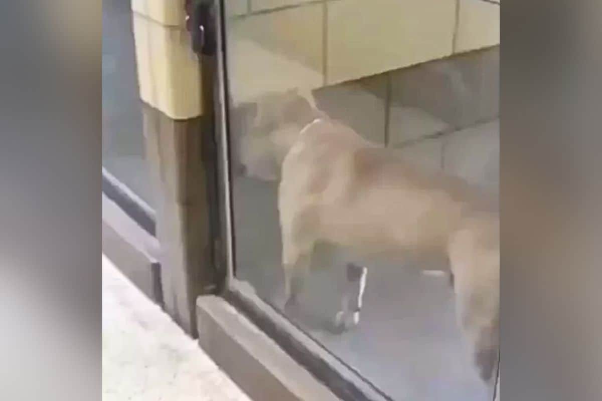Hund Reibt Sich An Wand
