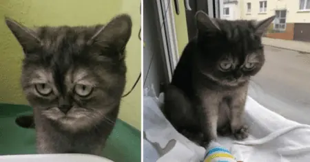 „Niemand will sie haben“ – Wegen ihres Gesichtsausdrucks wird Katze im Tierheim einfach ignoriert