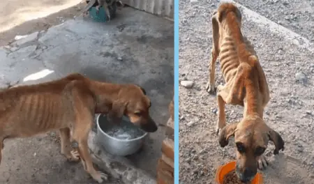 „Nur noch Haut und Knochen“ – Wie sich dieser Hund zurück ins Leben kämpft, rührt Tausende zu Tränen