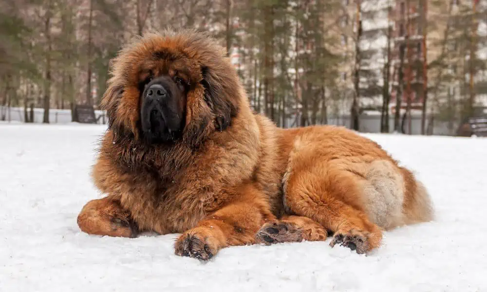 10 Hunde, die aussehen wie Bären (mit Bildern & Infos)