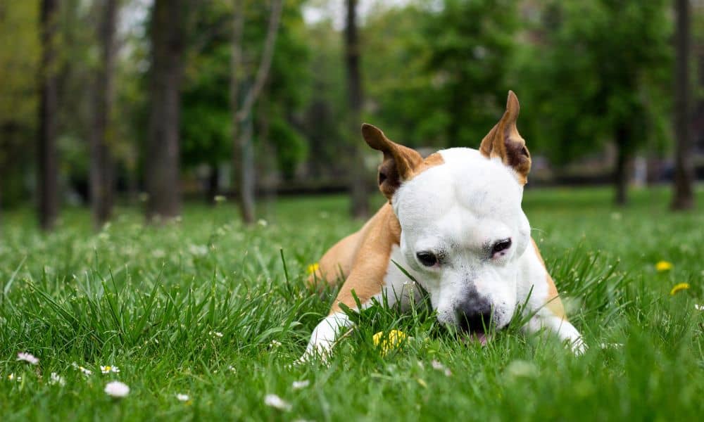 Was sind die Ursachen dafür, dass Hunde Gras fressen und sich unruhig verhalten?