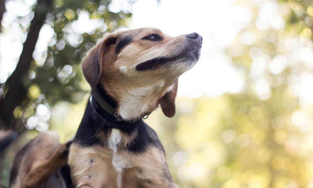 Hund trotz Allergie anschaffen – so klappt es