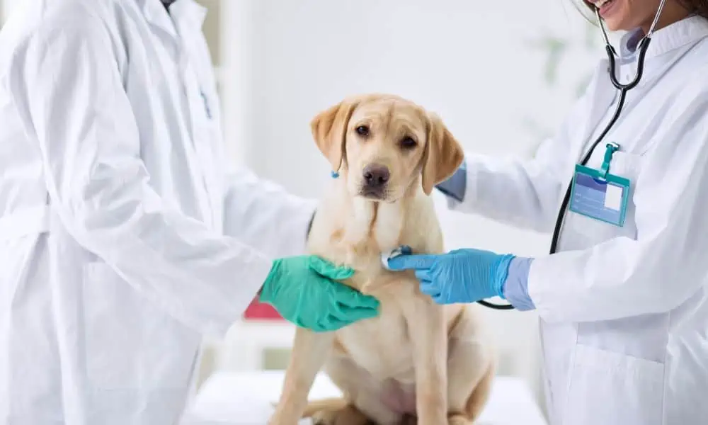 Können Haustiere Medikamente für Menschen problemlos einnehmen?