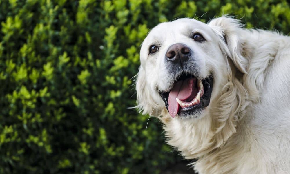 Wann ist ein DNA-Test für Hunde sinnvoll?