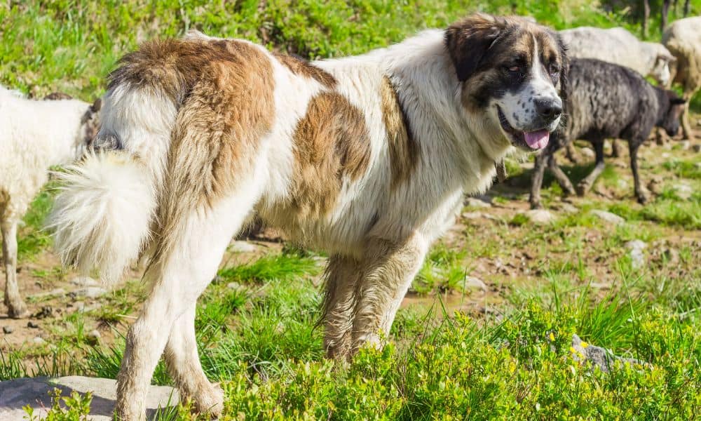 Welche Herdenschutzhund-Rassen sind am besten als Familienhunde geeignet?
