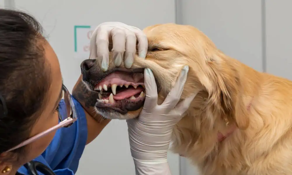 Wie oft muss Zahnstein beim Hund entfernt werden?