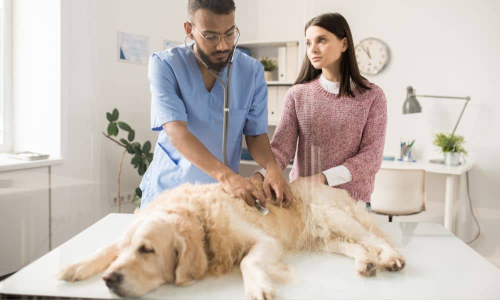 Unterschiede und Stadien von Nierenversagen beim Hund