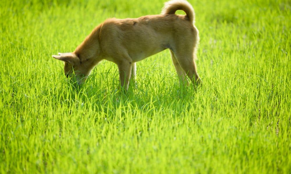 Wann sollte ich meinen Tierarzt aufsuchen, wenn mein Hund Gras frisst und unruhig ist?