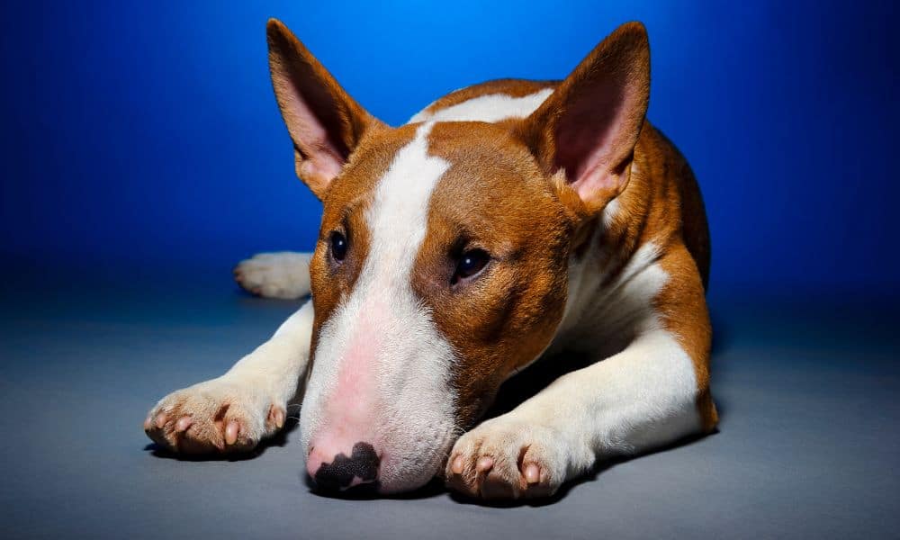 Hund frisst nicht: 8 mögliche Ursachen & Auslöser