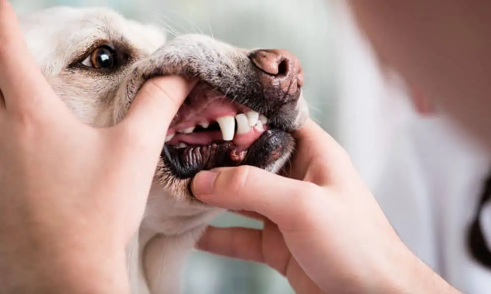 Zahnstein entfernen beim Hund: Immer ein Fall für den Tierarzt?