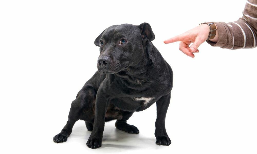 Sollte ich mit meinem Hund zum Tierarzt gehen, wenn er viel pupst?