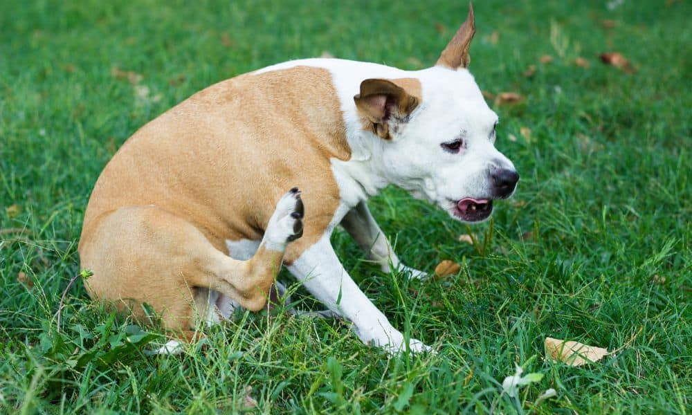 Hund kratzt sich am Ohr: 3 mögliche Ursachen
