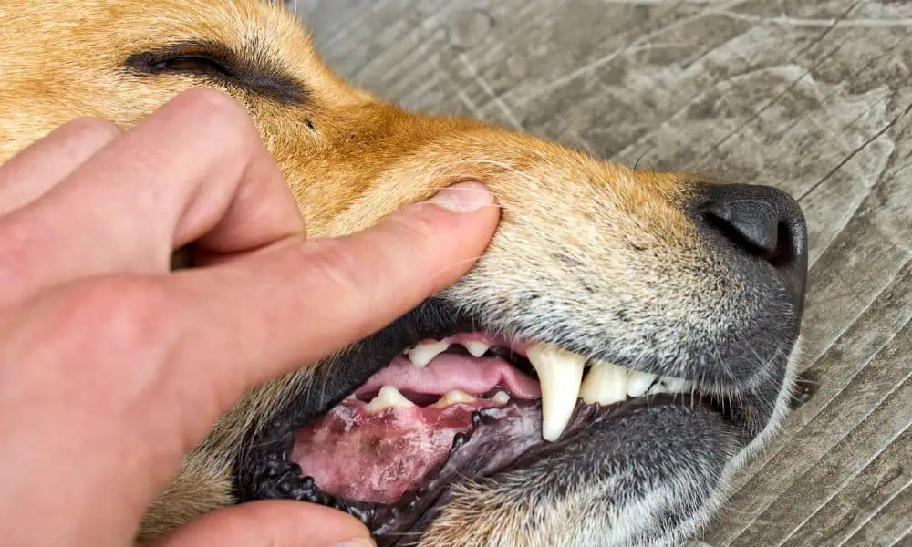 Gefahren und Folgen von Zahnstein beim Hund
