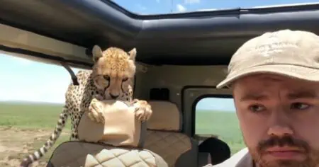 Als ein Gepard in sein Auto springt, verhält sich dieser Student genau richtig