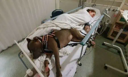 Assistenz-Hund rettet seinem Frauchen immer wieder das Leben - Berührende Geschichte geht viral