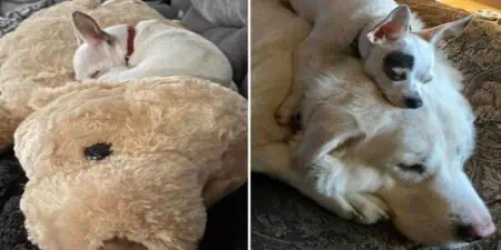 Chihuahua trauert um seinen verstorbenen Freund - an was er sich dann kuschelt, rührt zu Tränen