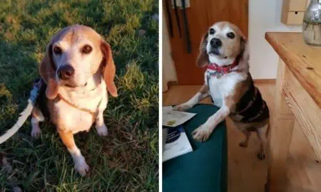 Dankbarer Beagle-Mix “Big” liebt Menschen und Kuscheln - Wer schenkt ihm ein neues Zuhause