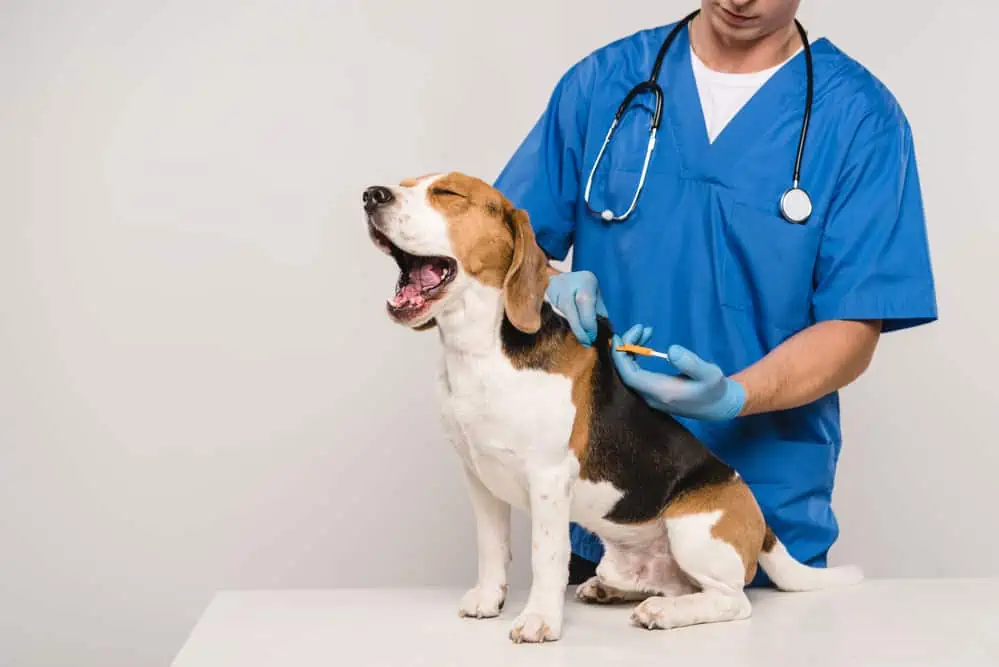 Ist es günstiger, den Hund gleichzeitig chippen und impfen zu lassen?