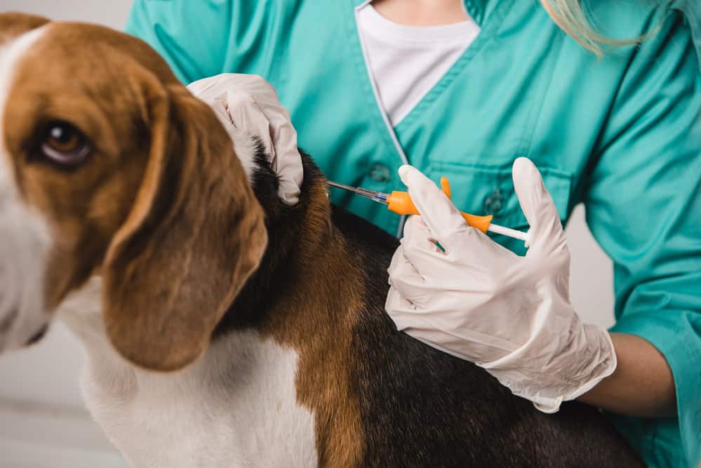 Übernimmt die Tierkrankenversicherung Kosten des Chippens des Hundes?