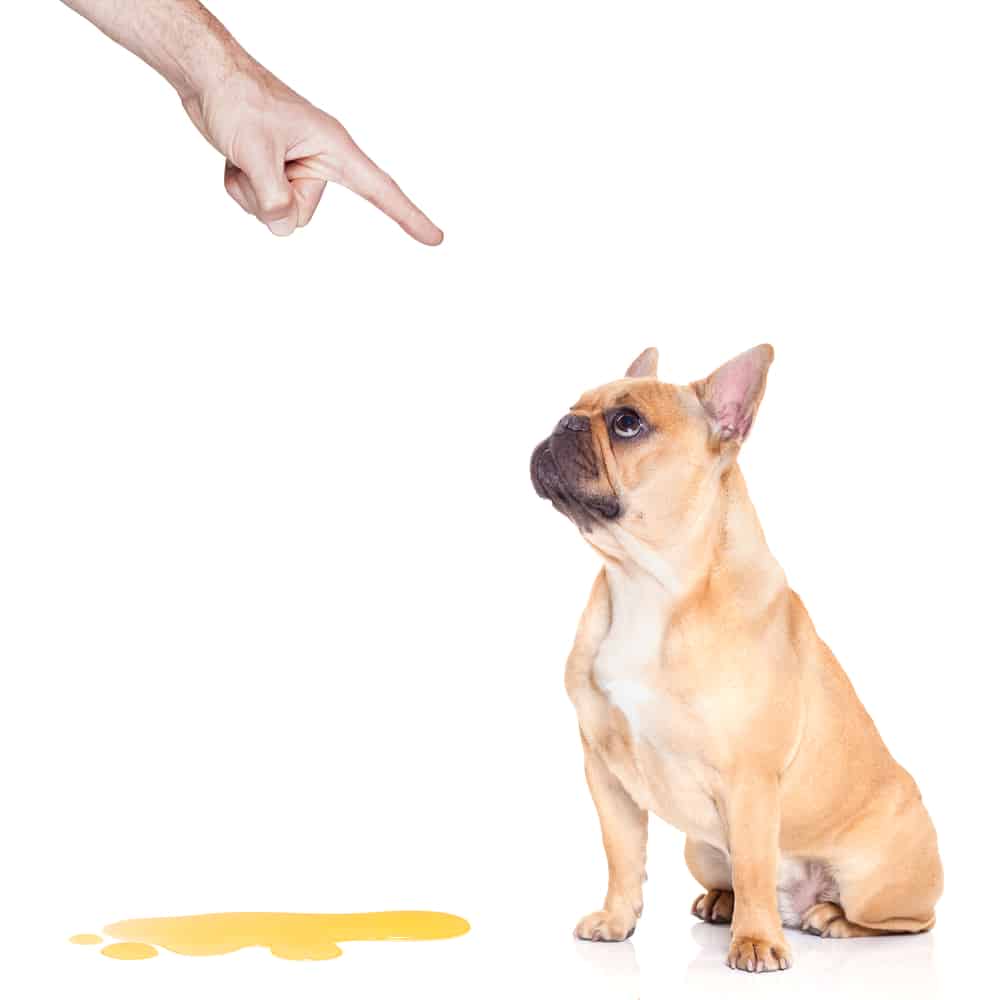 Inkontinenz beim Hund: was wissen musst! (Ratgeber)