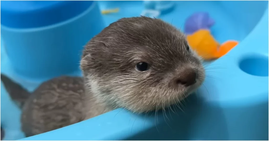 Die Reaktion dieses Baby-Otters auf sein erstes Bad lässt alle Herzen schmelzen!