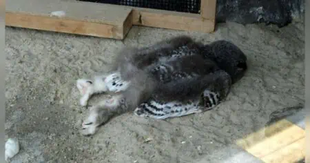 Diese 15 niedlichen Fotos von schlafenden Eulen-Babys muss jeder Tierfreund gesehen haben