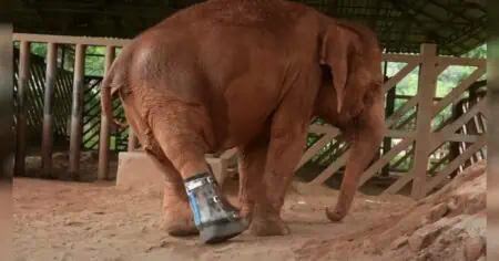 Elefant läuft zum 1. Mal mit Beinprothese - Tierschützer filmen seine berührende Reaktion