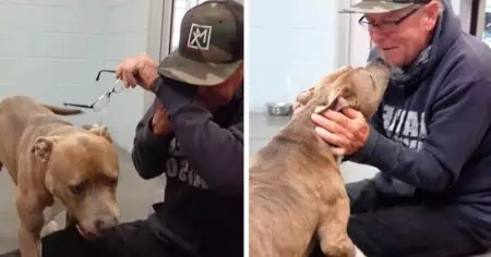 Emotionales Video: Mann kann Tränen nicht zurückhalten, als sein Hund nach 200 Tagen wieder trifft