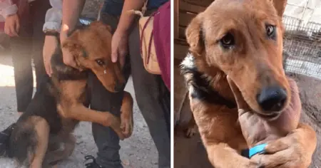 Emotionales Video Wie dieser Straßenhund um Streicheleinheiten bettelt, rührt Millionen zu Tränen