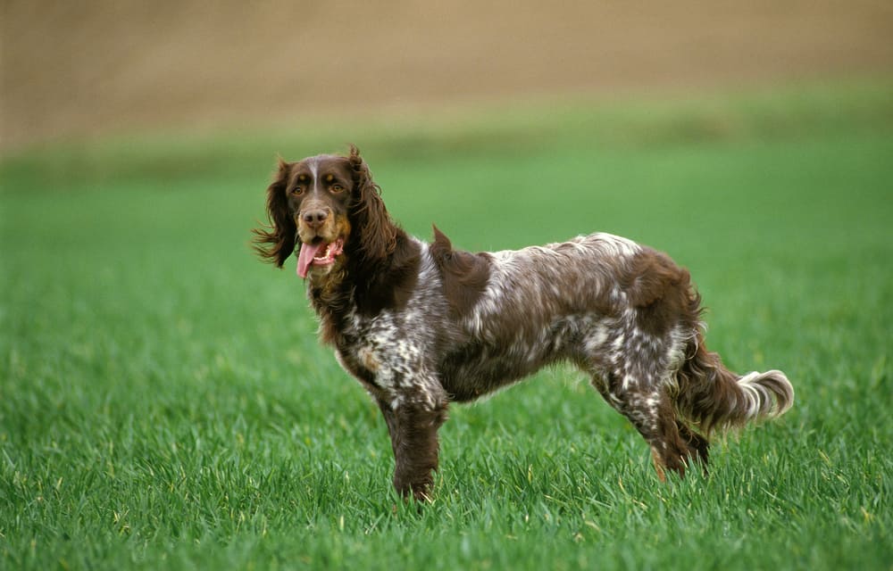 Épagneul Picard im Rassenporträt (mit Bildern und Infos)