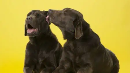 Forscher warnen Darum sollte dein Hund niemals dein Gesicht ablecken