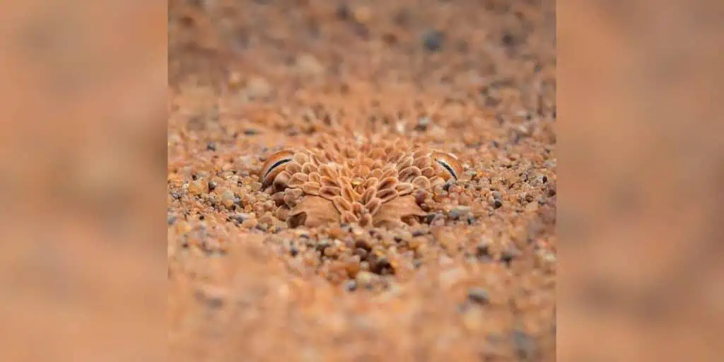 Foto geht um die Welt Das ganze Internet rätselt, welches Tier sich hier im Sand versteckt