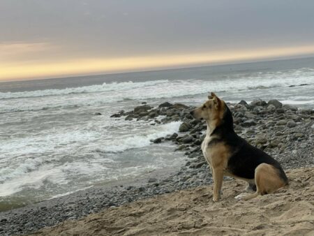Frau entdeckt Hund am Strand, der stundenlang aufs Meer starrt - Der Grund dafür rührt zu Tränen