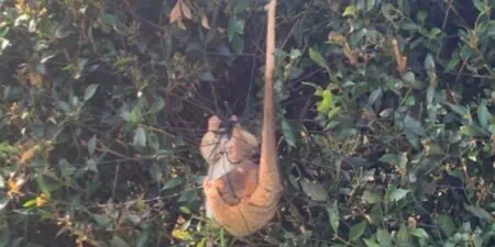 Frau entdeckt Stück Pelz im Baum Auf den zweiten Blick erkennt sie, um was es sich wirklich handelt