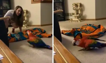 Frau spielt Verstecken mit Papagei - Seine Reaktion sorgt für heftige Lachtränen