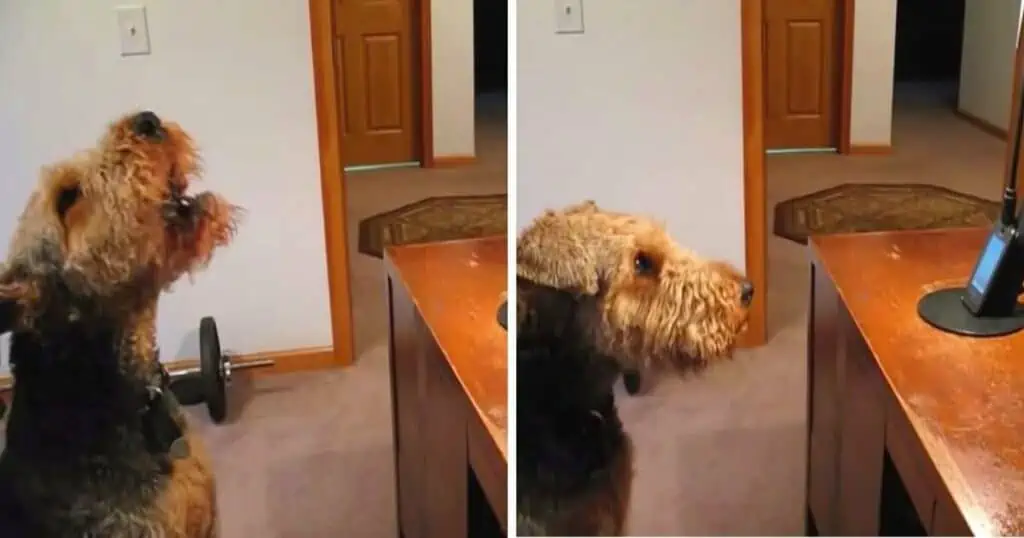 Frauchen spricht mit ihrem Hund durchs Telefon - seine Reaktion bringt Tierfreunde zum Lachen