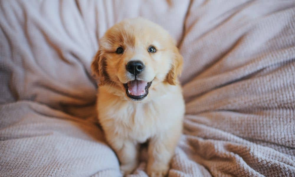 Golden Retriever alleine lassen Das solltest du beachten!