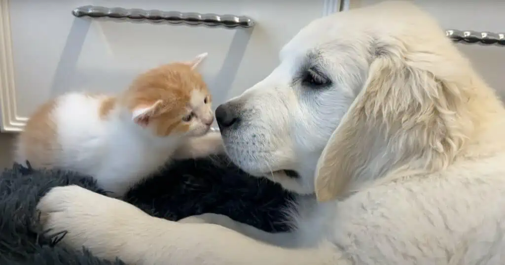Golden Retriever-Welpe und Katzen-Baby kuscheln den ganzen Tag - Video lässt Herzen schmelzen