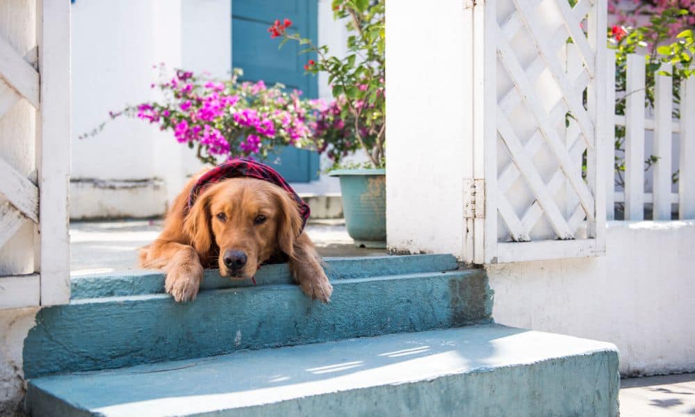 Golden Retriever alleine lassen Das solltest du beachten!