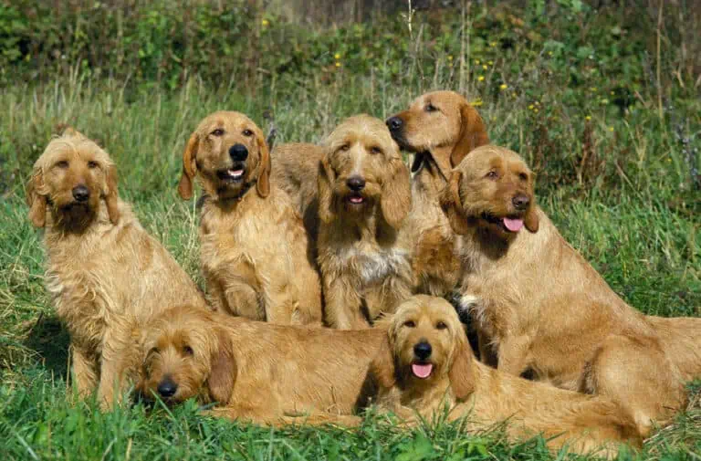 Griffon Fauve de Bretagne im Porträt