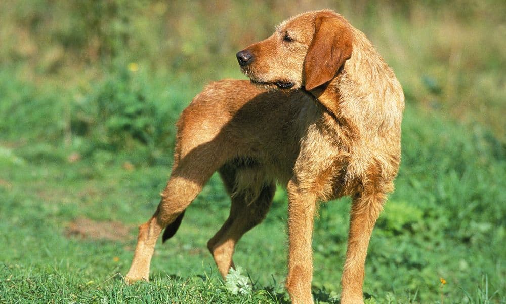 Griffon Fauve de Bretagne