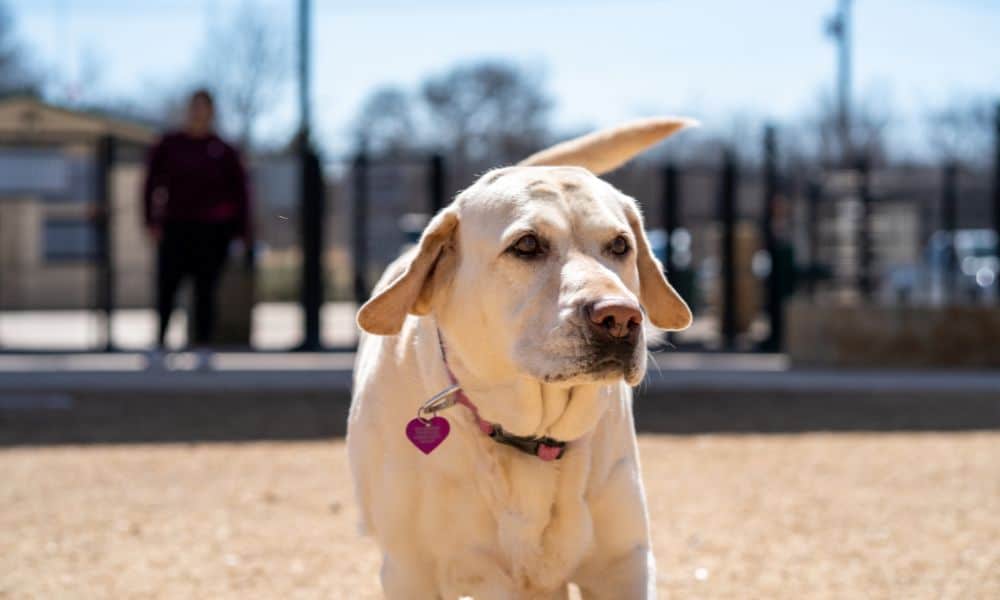Labrador Retriever