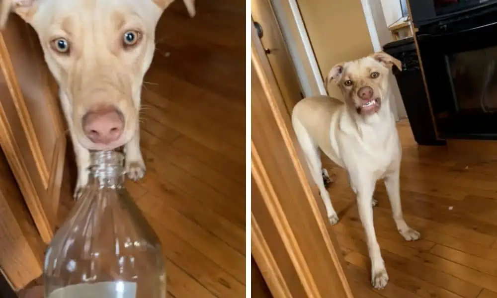 Herrchen lässt Hund an einer Flasche schnüffeln - Was er dann macht, sorgt für Mega-Lacher