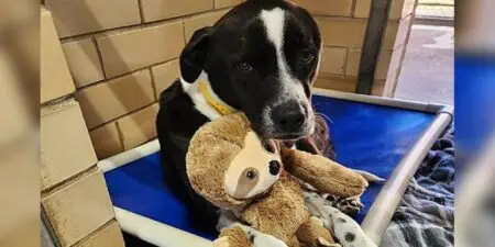 Herzerwärmende Geschichte Hund im Tierheim geht ohne sein Kuscheltier nirgendwo hin