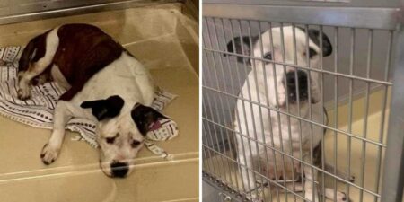 Herzzerreißend Tierheim-Hund hat den traurigsten Gesichtsausdruck, weil ihn niemand adoptieren will