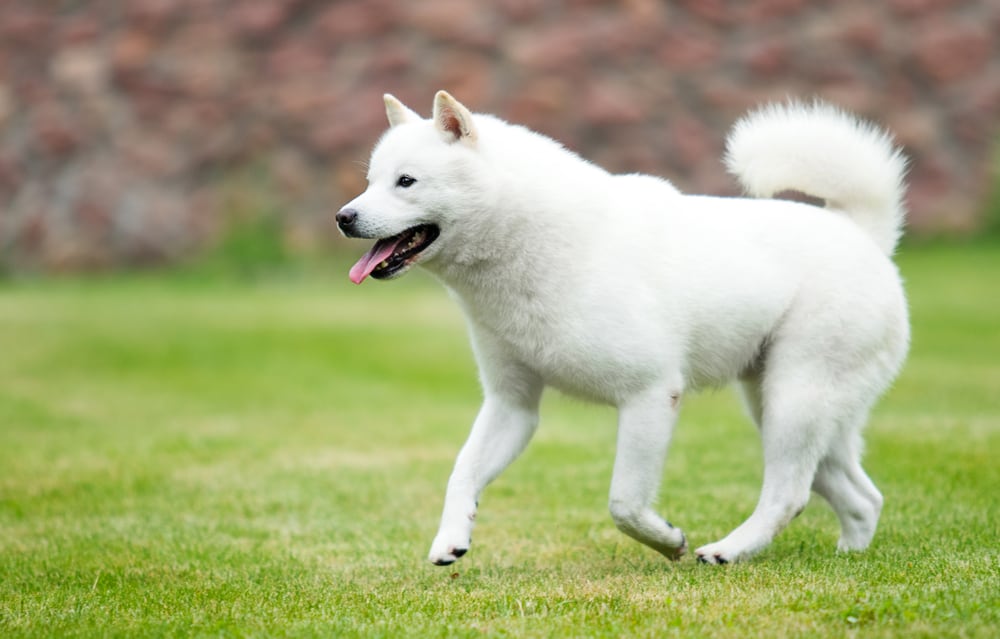 Hokkaido Hund